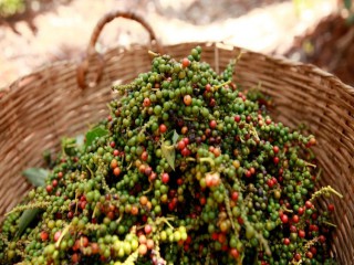 Giá tiêu hôm nay 2/12: Tăng thêm 500 đồng/kg tại nhiều địa phương